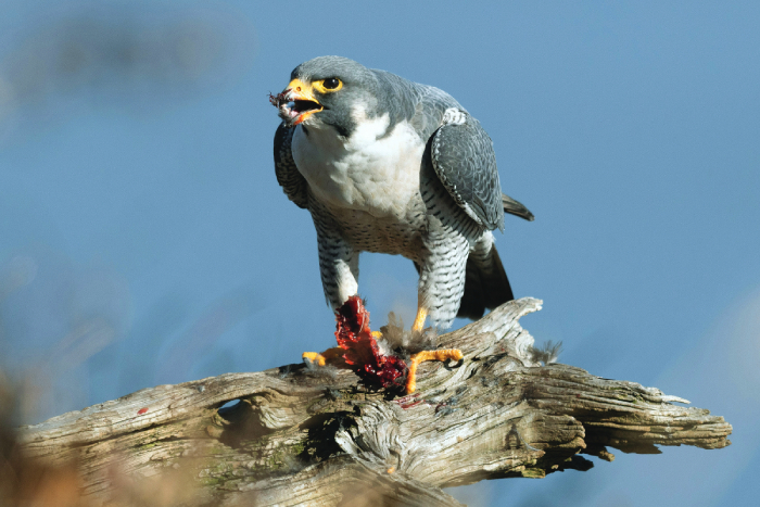 Peregrine-falcon